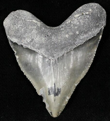 Hubble - Bone Valley Megalodon Tooth #22197